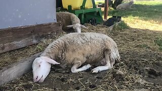 Sheep Dreams Are Made Of These