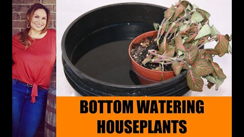 BOTTOM WATERING PLANTS THAT ARE REALLY DRY! INDOOR PLANT CARE ✅