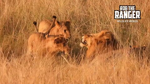Young Lions Greet Their Dad | Lalashe Maasai Mara Safari