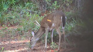 Girl Kills Deer with Bow! Bowhunting in Florida for Whitetail Deer