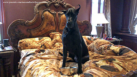 Adopted Great Dane Enjoys Breakfast in Bed