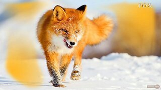 Fascinating Facts About Foxes