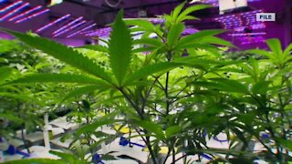 Gov. Evers has proposed legalizing recreational marijuana