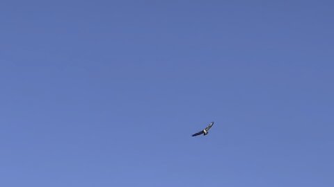 Red-Tailed Hawk hovering @ Humber River James Gardens Toronto