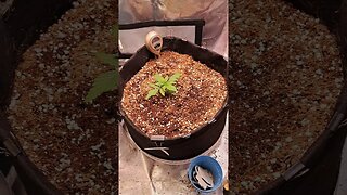 I made this video to show people what I use to grow my auto flowers and A view of my grow tent