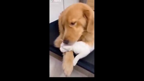 Lovely Video on Internet - Cute Cat & Dog are Best Friend Forever