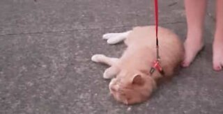 Gato dramático deita-se no chão para não andar