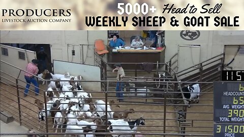 12/13/2022 - Producers Livestock Auction Company Cattle Auction