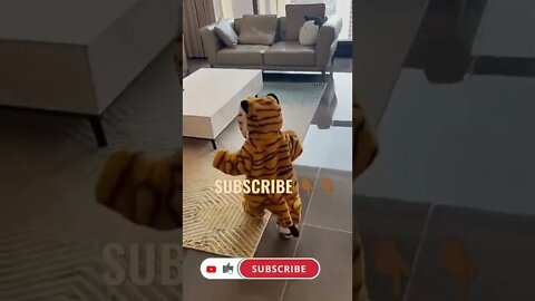 Cute baby wearing tiger dress,baby tiger walking video live 2022,#baby #shorts #funny #cutebaby