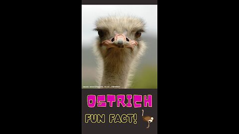 Ostrich: The Speedy, Egg-cellent Parents, and Rad Dancers! #funfactforkids #shorts #video