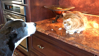 Great Dane Furious That Cat Won't Share Treat