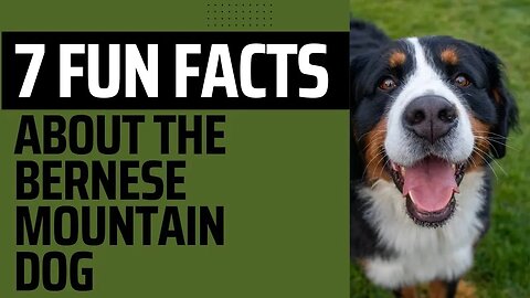 7 Fun Facts About the Bernese Mountain Dog