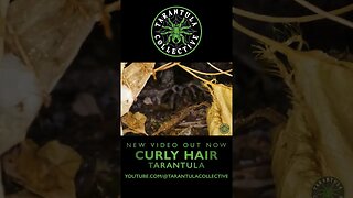 Curly Hair Tarantula: Nature's Masterpiece of Adaptation #tarantula #nature #animals