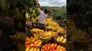 Amazing Big Mango Farm 🥭🥭🥭🥭🥭🥭🥭🥭🥭🥭🥭🥭🥭🥭🥭🥭🥭🥭🥭🥭🥭🥭🥭