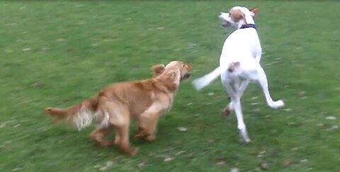 Cocker Benny & English Pointer Gizmo legging it.