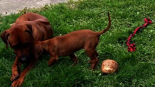 Little Lion Hound Is Coconuts About Her Big Lion Hound