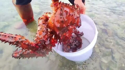 Catch seafood in the South Pacific. Harvest giant devil crabs-4