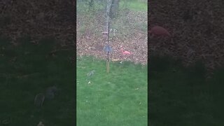 Morning Squirrel foraging