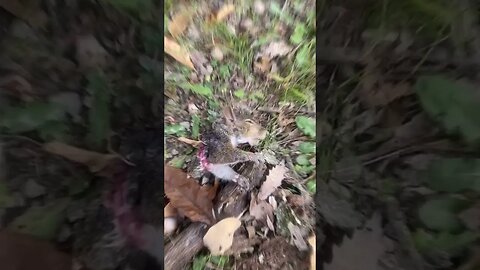 Kitten takes stroll after filling belly with blood of enemy 😍 #short #metal