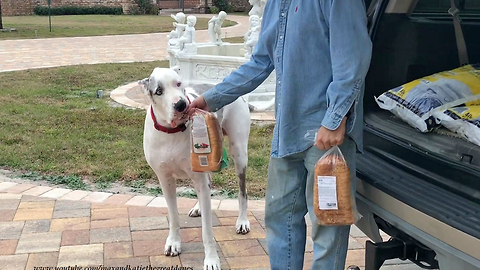 Excited Great Danes Can't Wait To Bring In Groceries