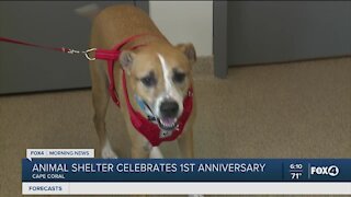 Cape Coral Animal Shelter celebrates anniversary