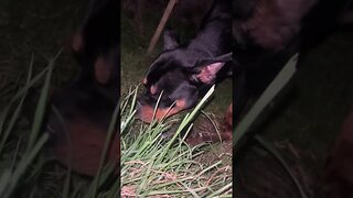 The Most Funniest Dog Ever 😂 (must watch) [4K] #shorts #short #rottweiler #dog #subscribe