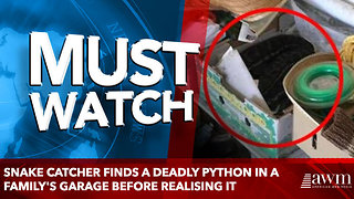 snake catcher finds a deadly python in a family's garage before realising it