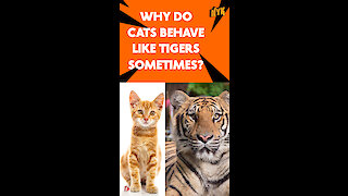What Similarities Do Cats and Tigers Have?