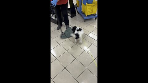 Portuguese Water Dog playing with a mop