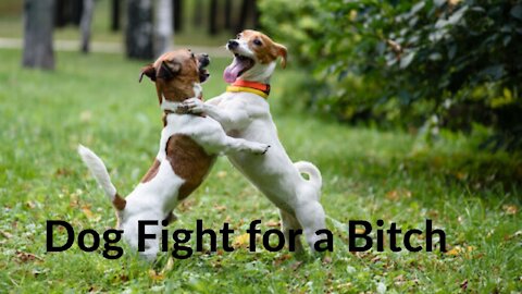 Dog Fight for a Bitch