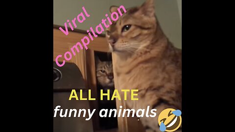 Viral Funny Animals Compilation #1 FAT KATS BE HATING