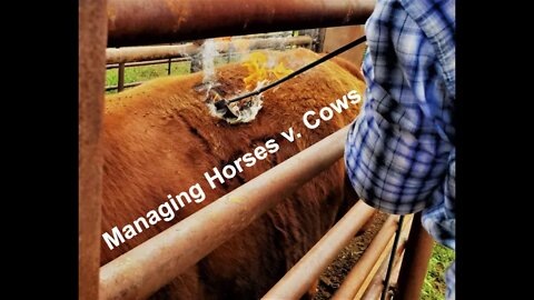 Managing Horse and Cattle Herds (In The Chute-Round 73)