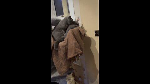 British Shorthair cat (Thor) washing his girlfriend (Freyja)