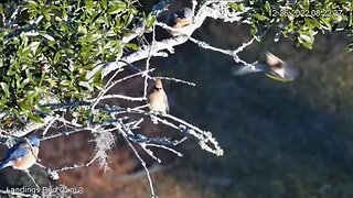 Cedar Waxwings and Eastern Bluebirds 🌳 12/26/22 08:20