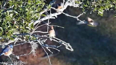 Cedar Waxwings and Eastern Bluebirds 🌳 12/26/22 08:20