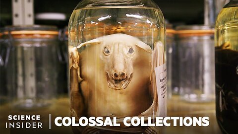 Why 11 Million Embalmed Specimens Are Stored In The Field Museum's Basement | Colossal Collections