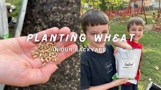 Planting Winter Wheat