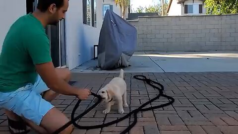 puppy dog training