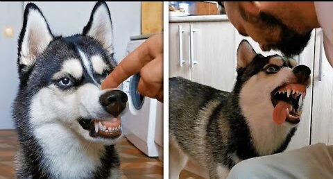 Why you Need A Husky In your Life proof Huskies Are the best Breed