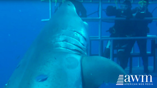Terrifying Footage Of The Largest Shark Ever Caught On Film Goes Viral