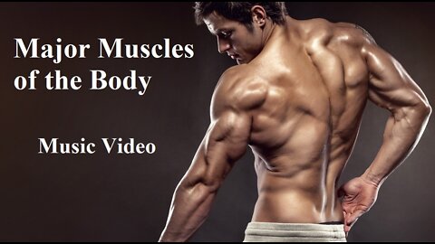 Major Muscles of the Body Music Video