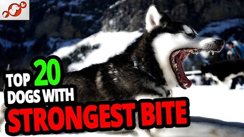 Strongest Dogs – TOP 20 Dog Breeds With The Strongest Bite In The World!