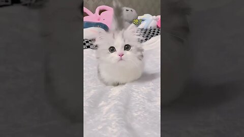 So Cutest Cat play ||🥰😽 #shorts #shortsfeed #animals #cat