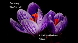 Fall Update: Planting the World's Most Expensive Spice
