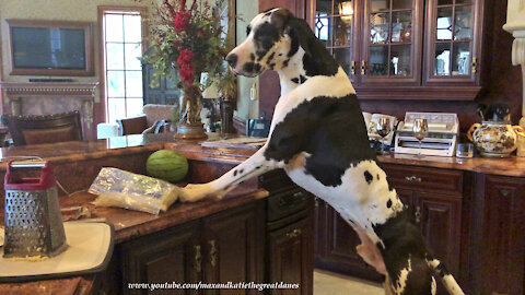 Funny Great Dane Chooses Watermelon Over Pizza