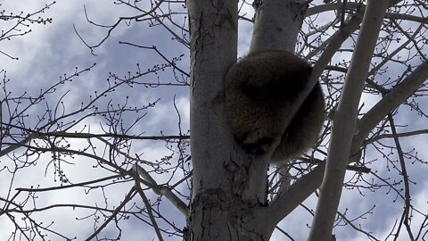 Raccoon sleeping atop a tree different angle