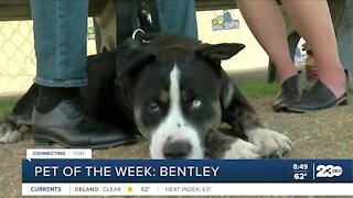 Pet of the Week: Bentley