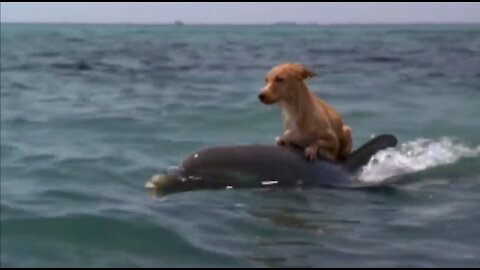 DOLPHIN AND DOG SPECIAL FRIENDSHIP...