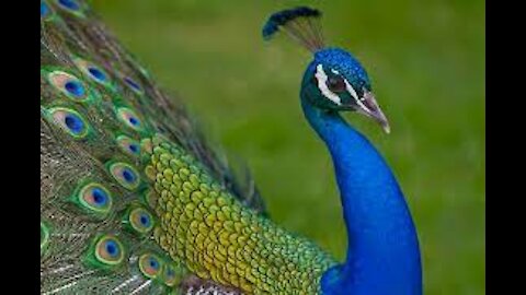 Peacock Beauty - 2