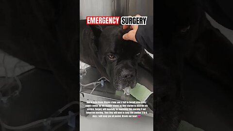 Bruce Wayne needs EMERGENCY Surgery #canecorso #dog #shorts